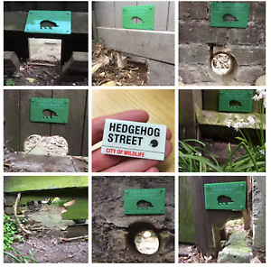 Save the Hedgehogs |