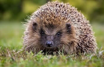 hedgehog-blog (2)